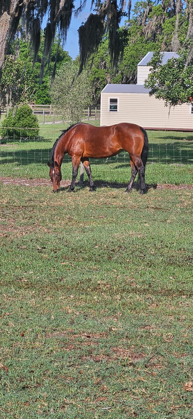 Customer photo review of OptiWize Collagen +Plus Horse Joint Supplement