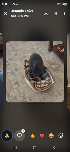 Customer's grey cat sitting in the white and brown Instinct Basket on a patterned rug.