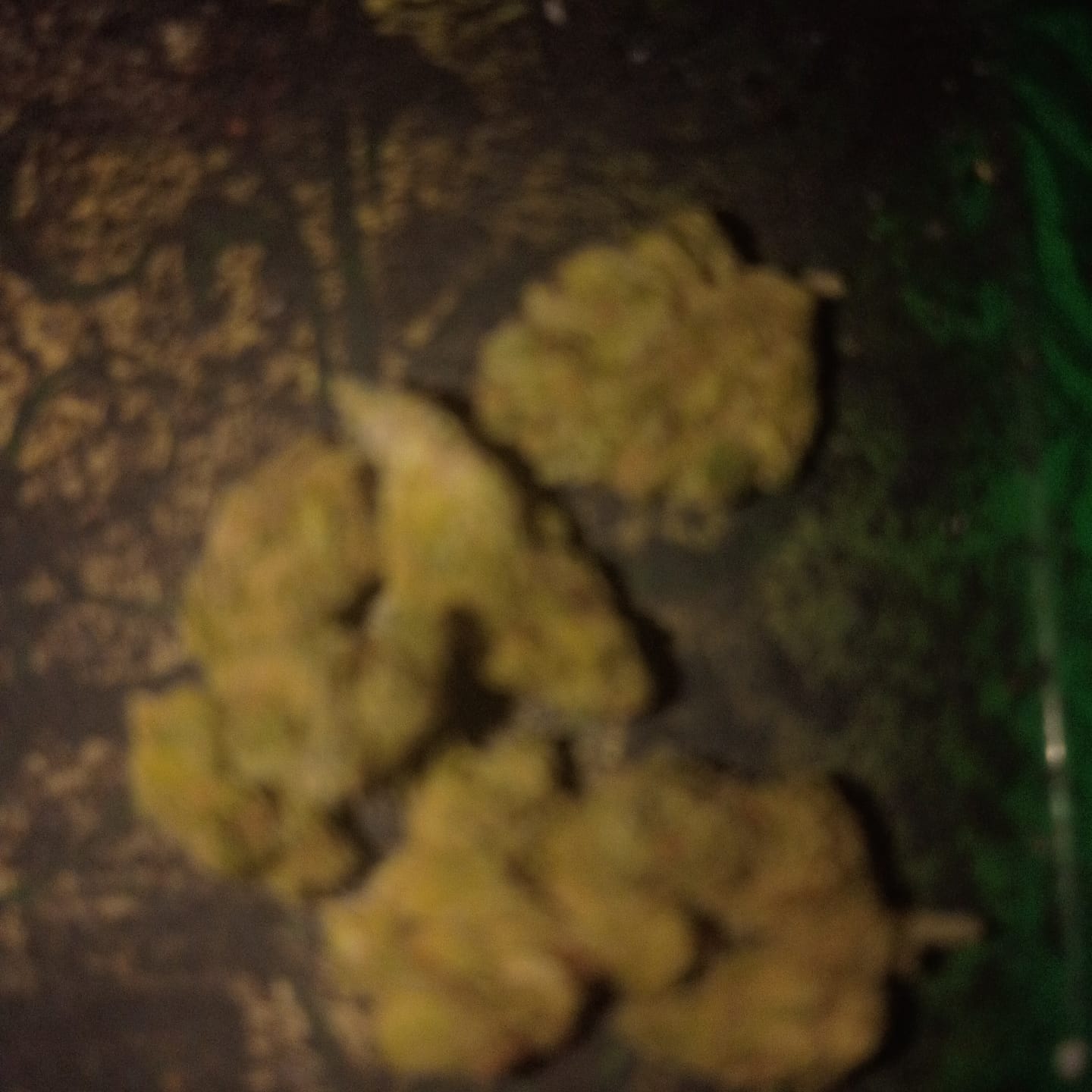 Customer photo review of Jet Fuel Gelato - Minis - 14 Grams - Indica