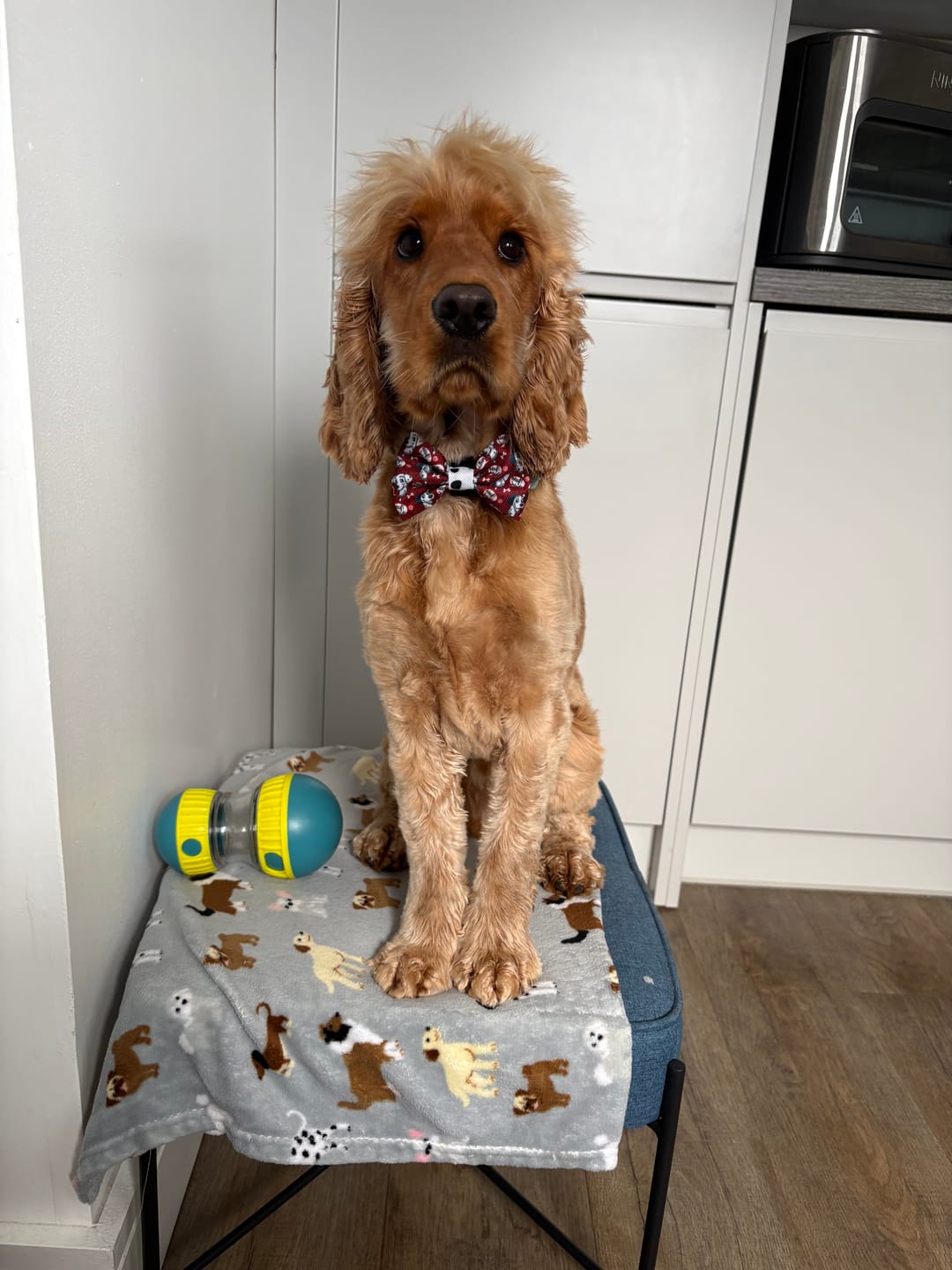 Customer photo review of Disney© Bow Tie - 101 Dalmatians