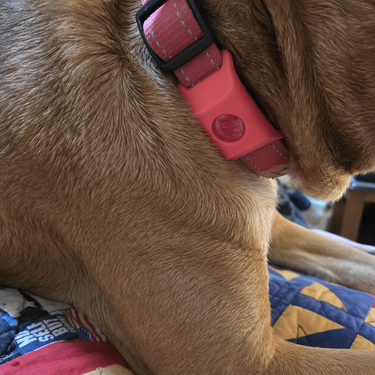 Customer photo review of PetPlix™ Colgante Antipulgas y Antigarrapatas Natural de 12 Meses