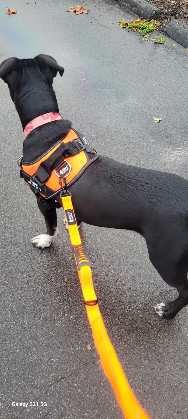 Customer photo review of Dogshood ™ Ergonomic Harness