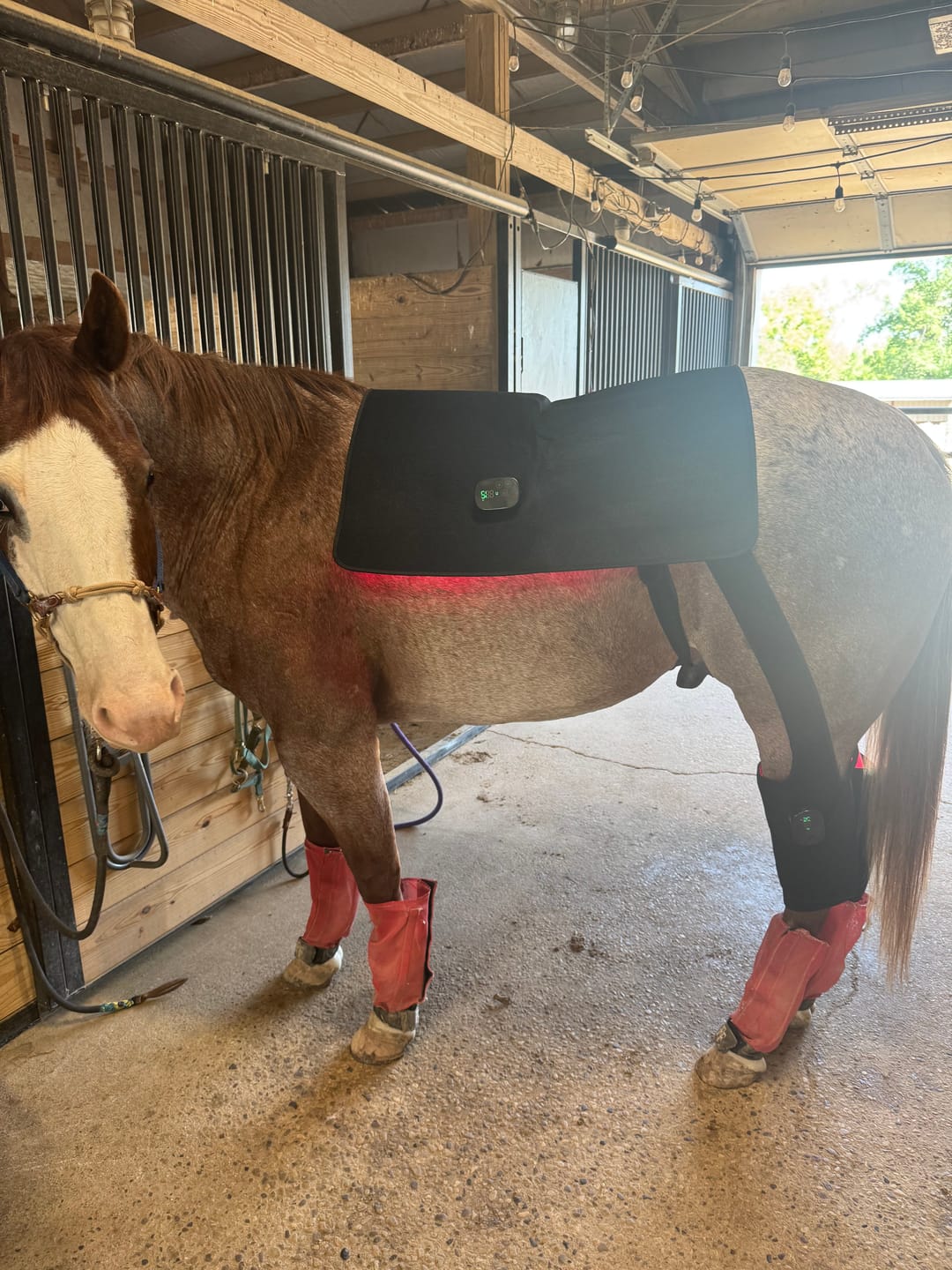 Customer photo review of HorseHalo™ HaloHind