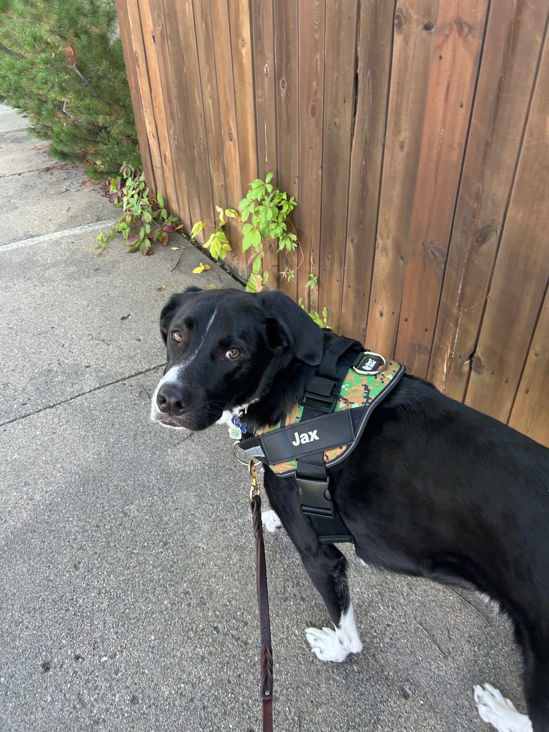 Customer photo review of Dogshood ™ No Pull Harness