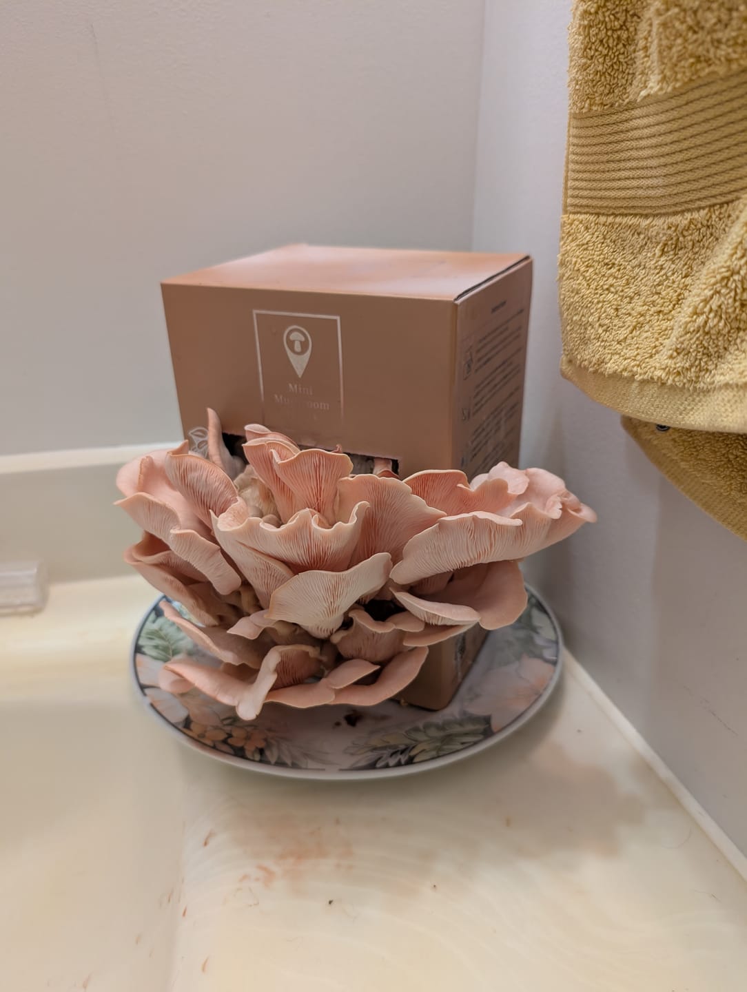Customer photo review of Mushroom Grow Kits