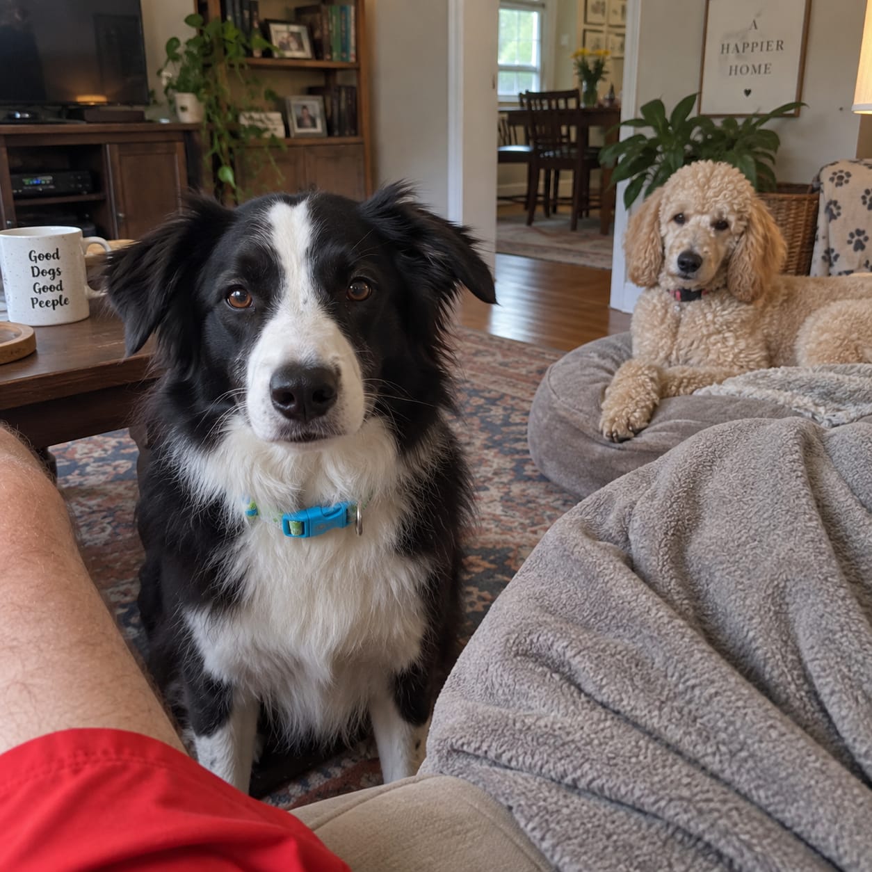 Customer photo review of PetPlix™ Colgante Antipulgas y Antigarrapatas Natural de 12 Meses