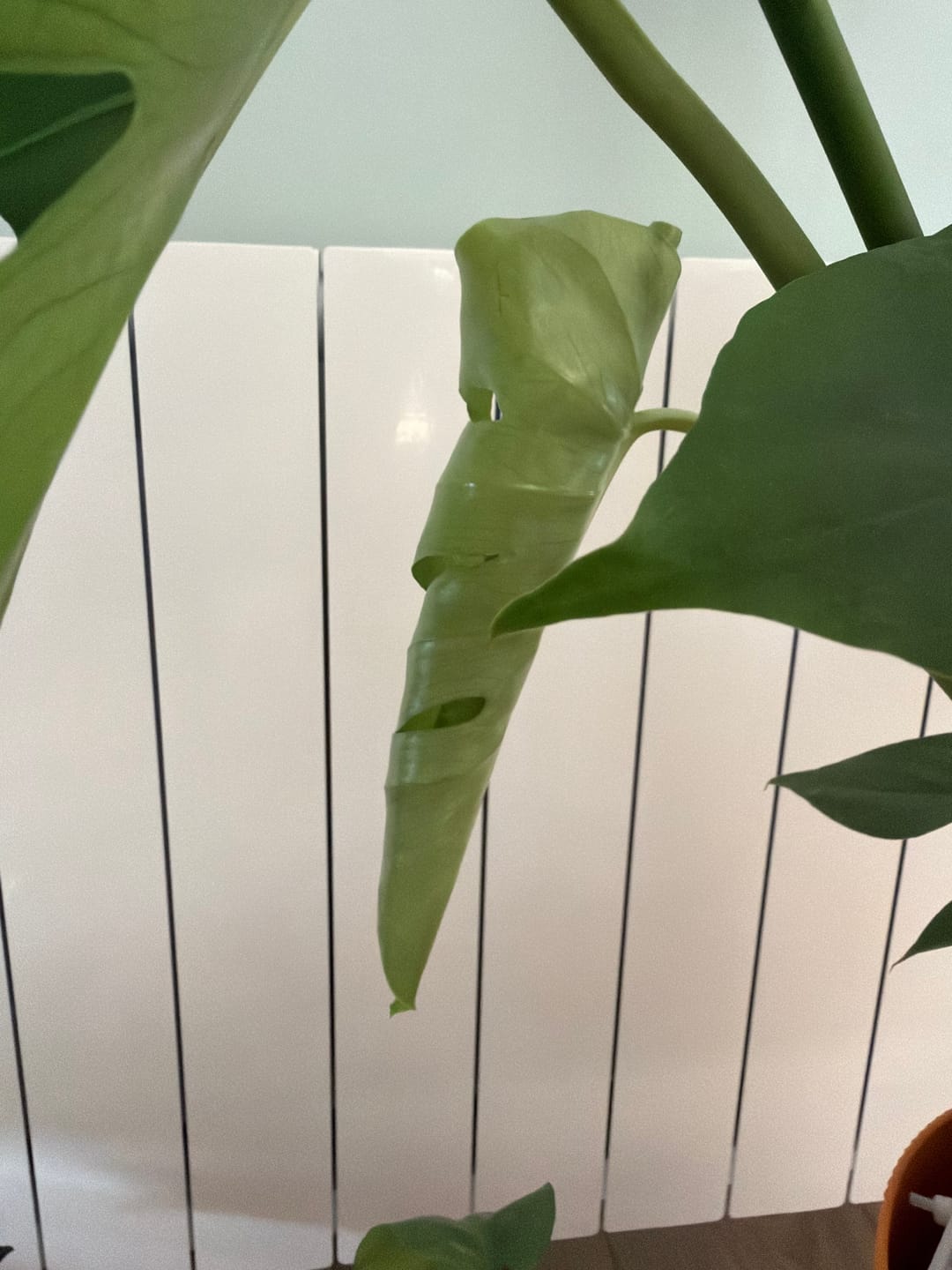 Customer photo review of Aroid Mix (Monstera e.t.c.)