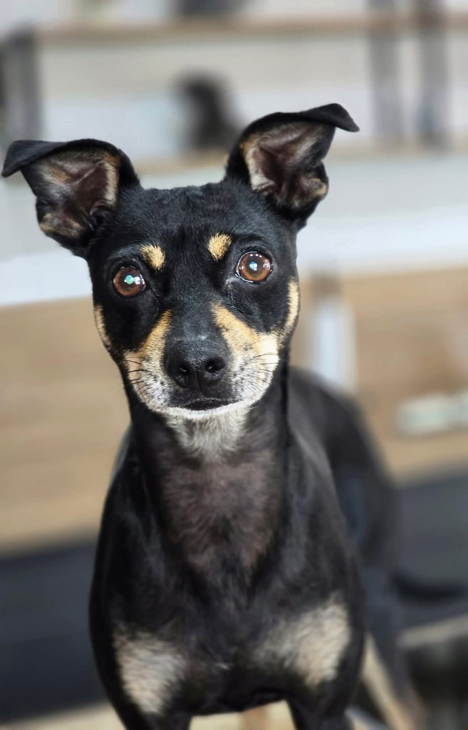 Customer photo review of Photo animal curieux - Autocollant pour voiture personnalisé
