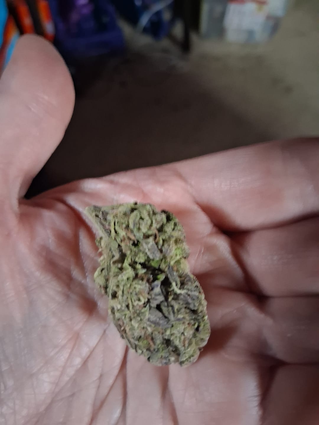 Customer photo review of Cherry Pie - Bulk - Hybrid