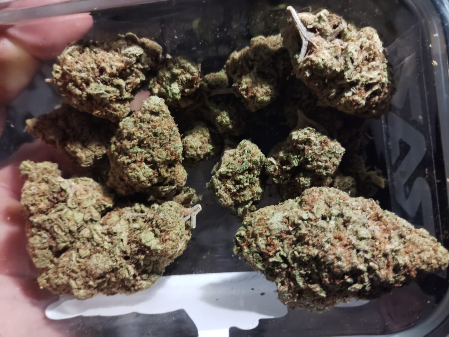 Customer photo review of Snake Venom THCA Flower