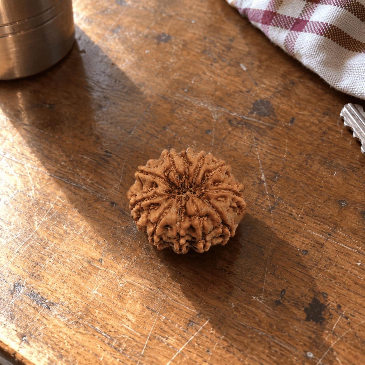 Customer photo review of 11 Mukhi Rudraksha (Nepali)