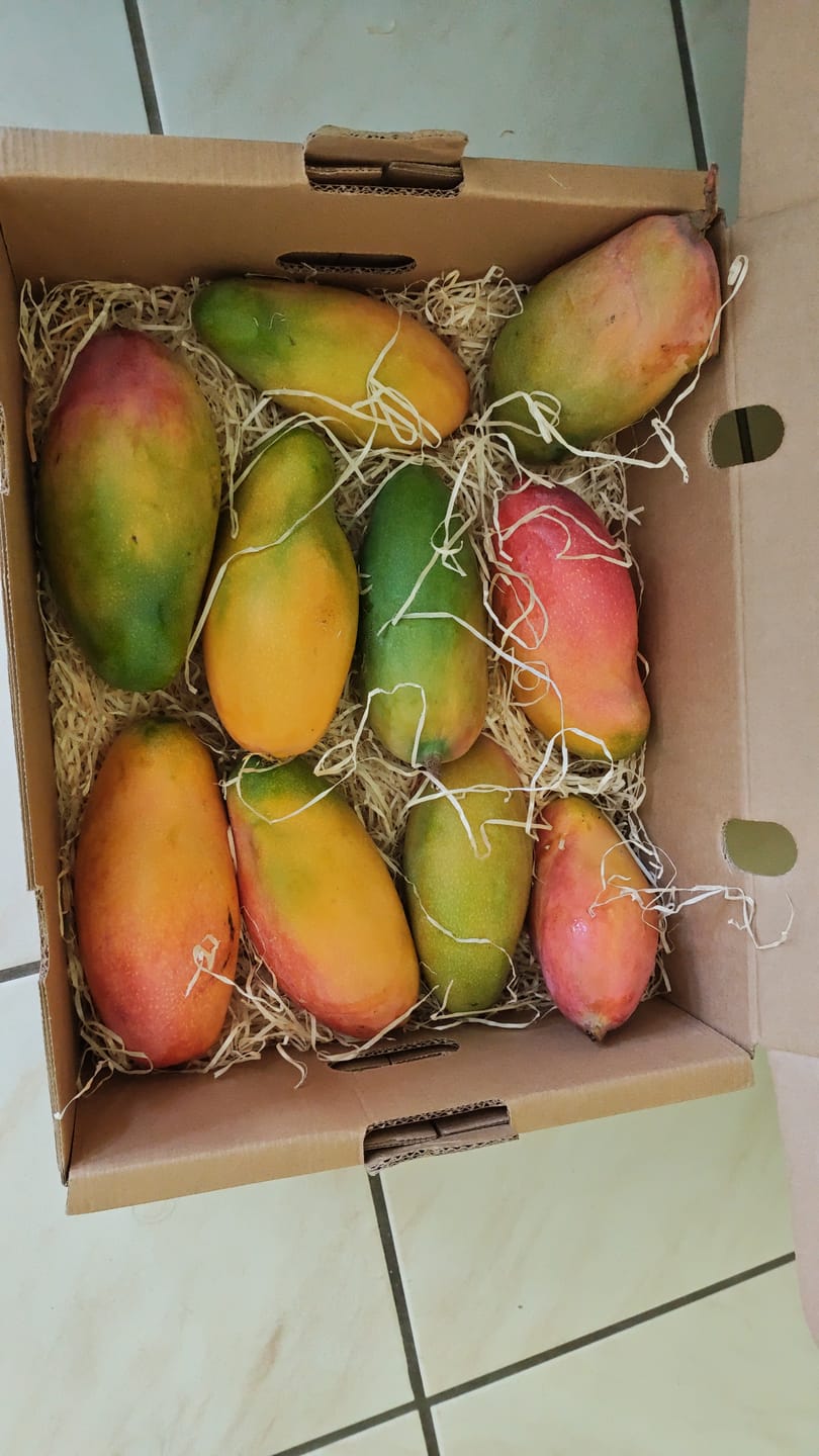 Customer photo review of Mango Valencia Pride von Julian Aktionspreis