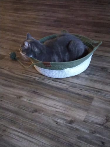 Customer's grey cat resting inside the round green and white rope Fellnest Katzenkorb on a wood floor.
