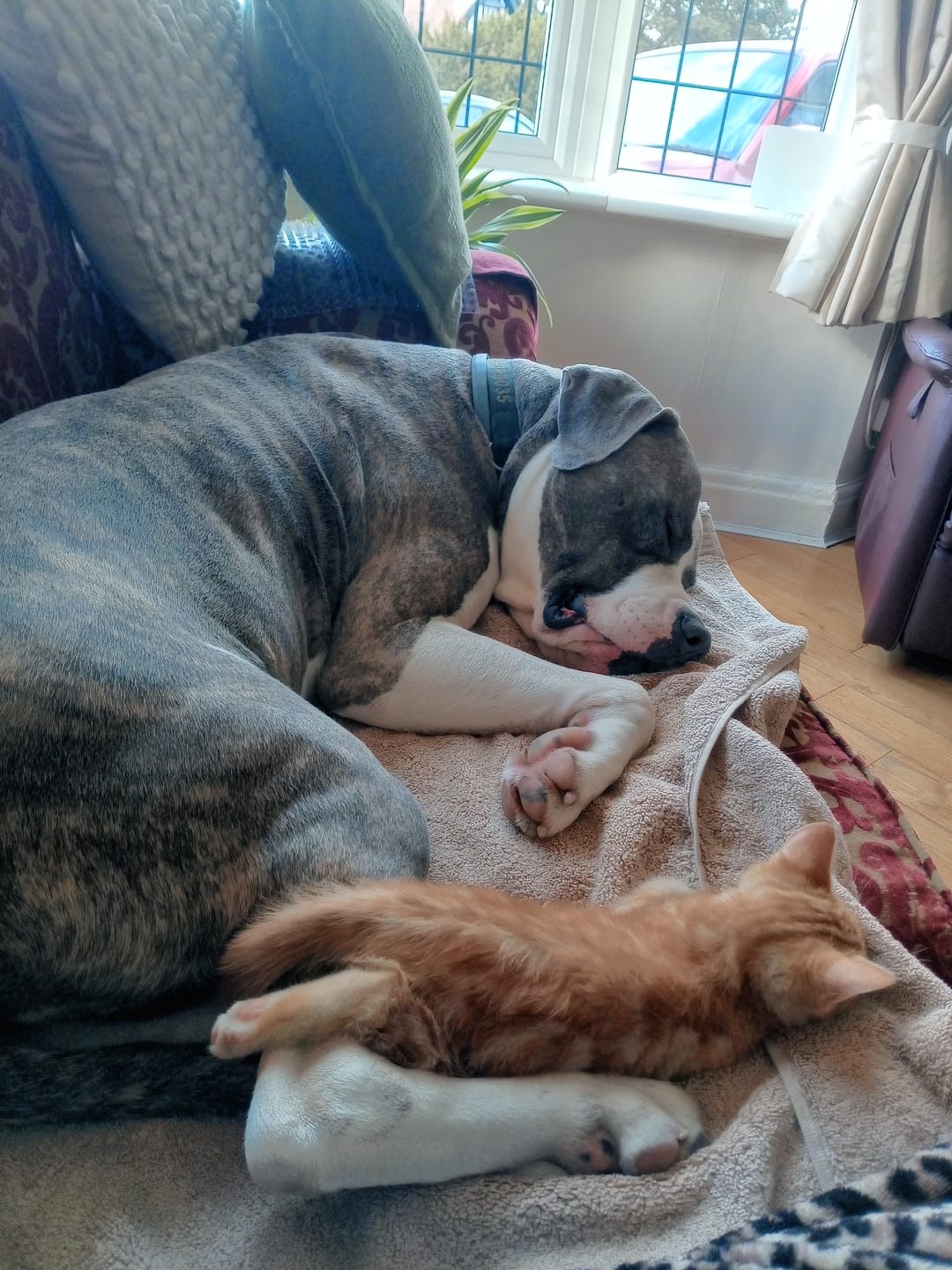 Customer photo review of Original Beef - Adult Dry Dog Food 15Kg
