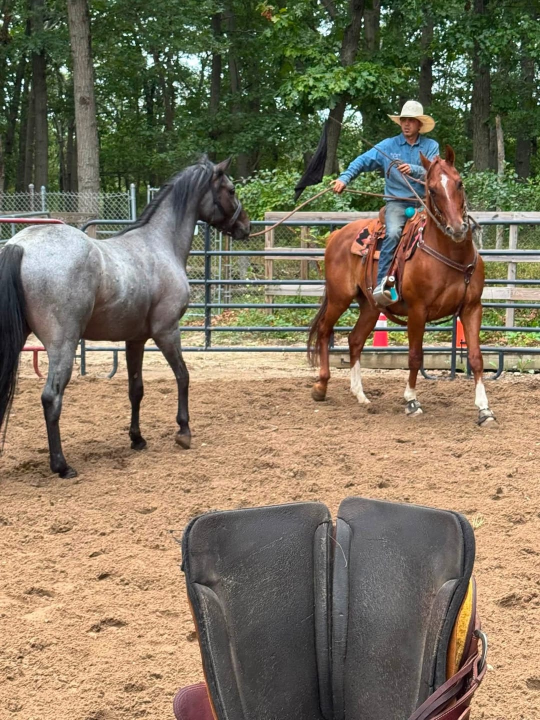 Customer photo review of OptiWize Collagen +Plus Horse Joint Supplement