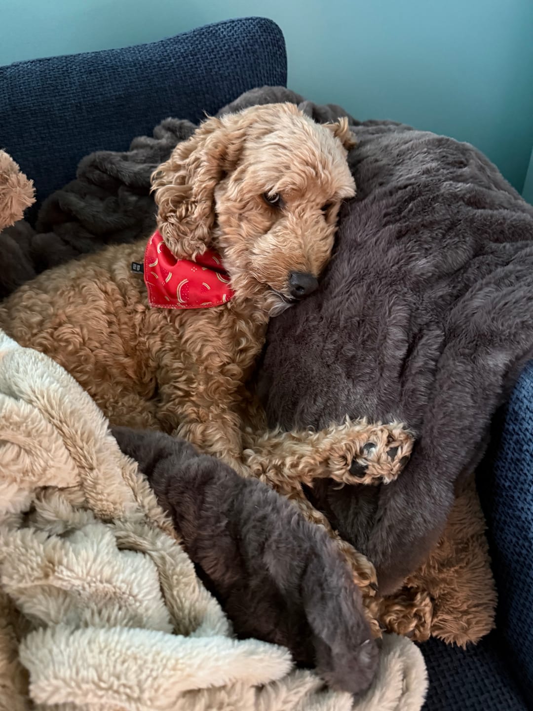 Customer photo review of Dark Chocolate Minky Blanket