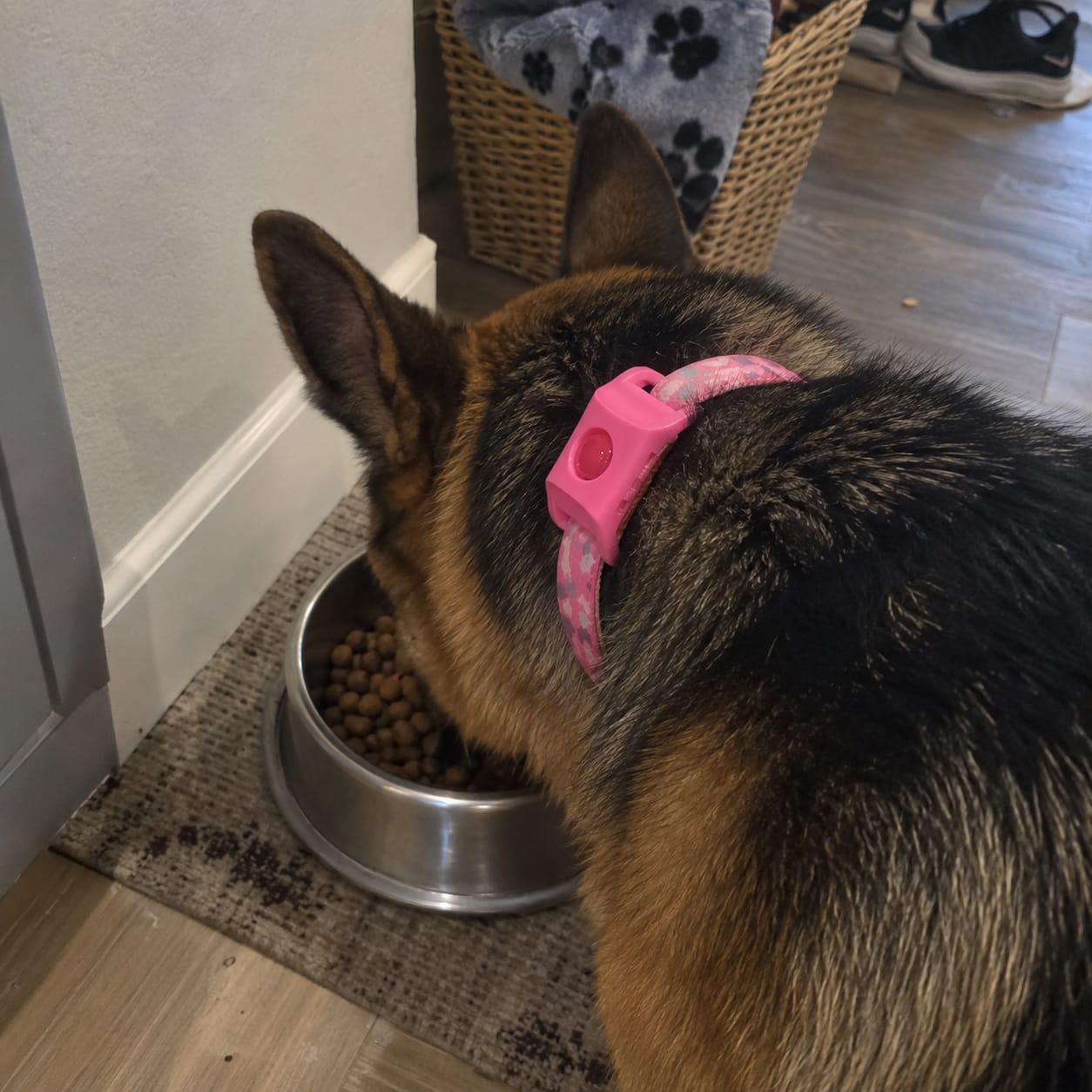 Customer photo review of PetPlix™ Colgante Antipulgas y Antigarrapatas Natural de 12 Meses