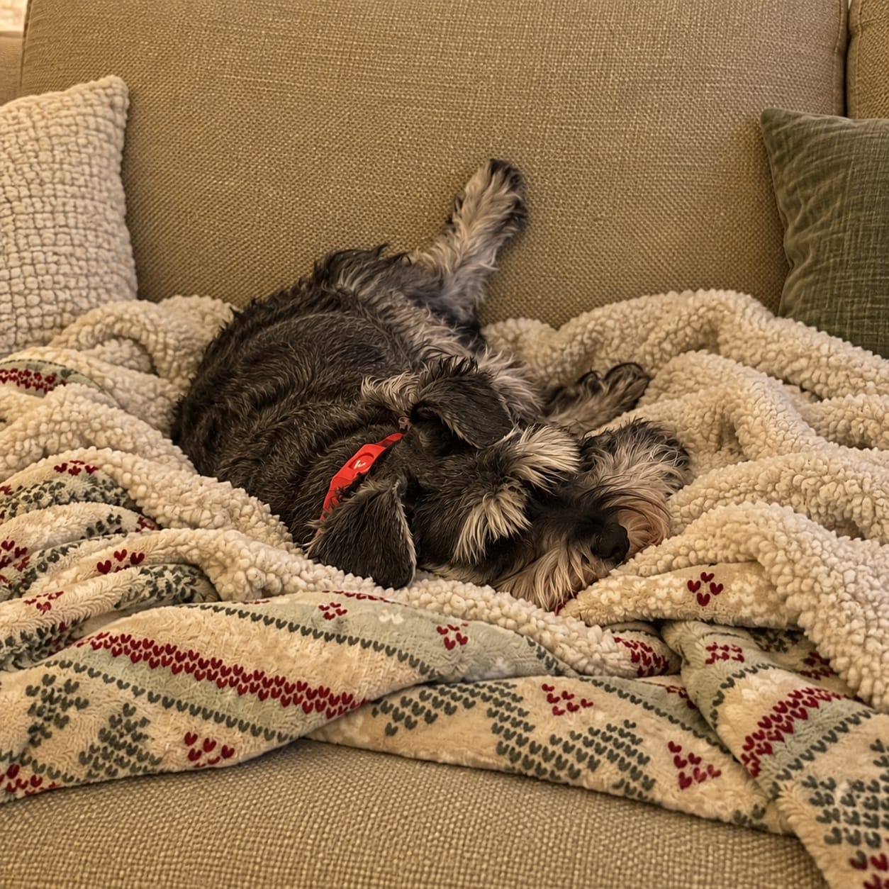 Customer photo review of PetPlix™ Colgante Antipulgas y Antigarrapatas Natural de 12 Meses