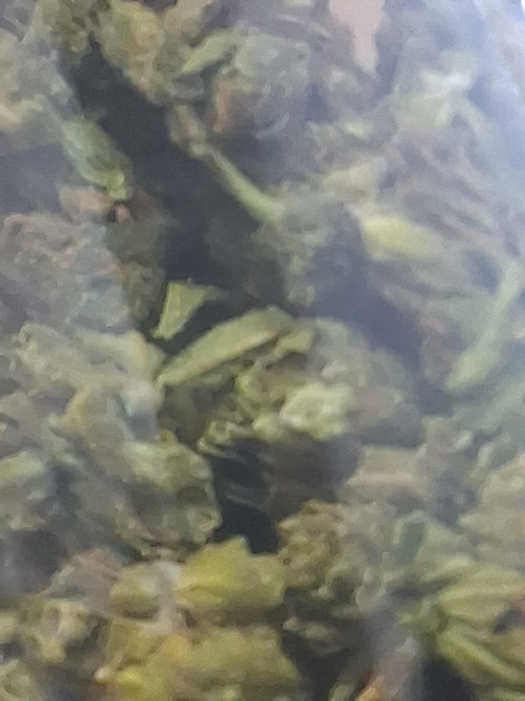 Customer photo review of OG Kush THCA Autoflower