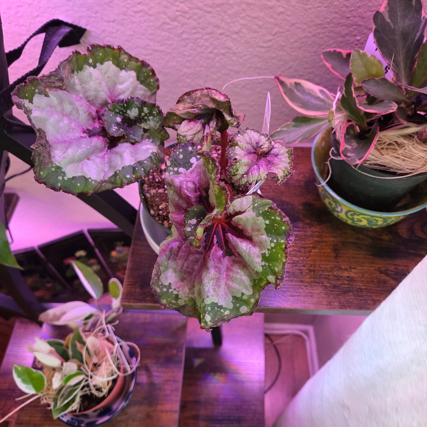 Customer photo review of Begonia 'Macarena'