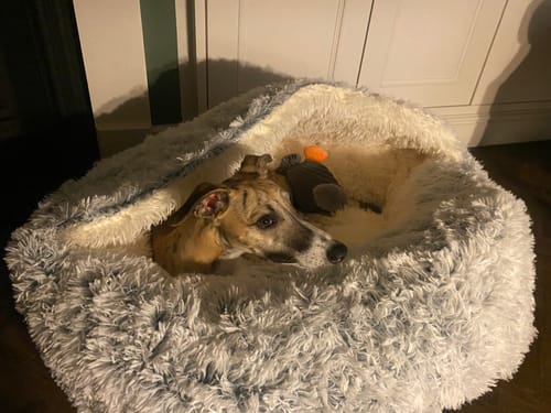 Customer photo review of Super Plush Cove Bed (Medium or Large)