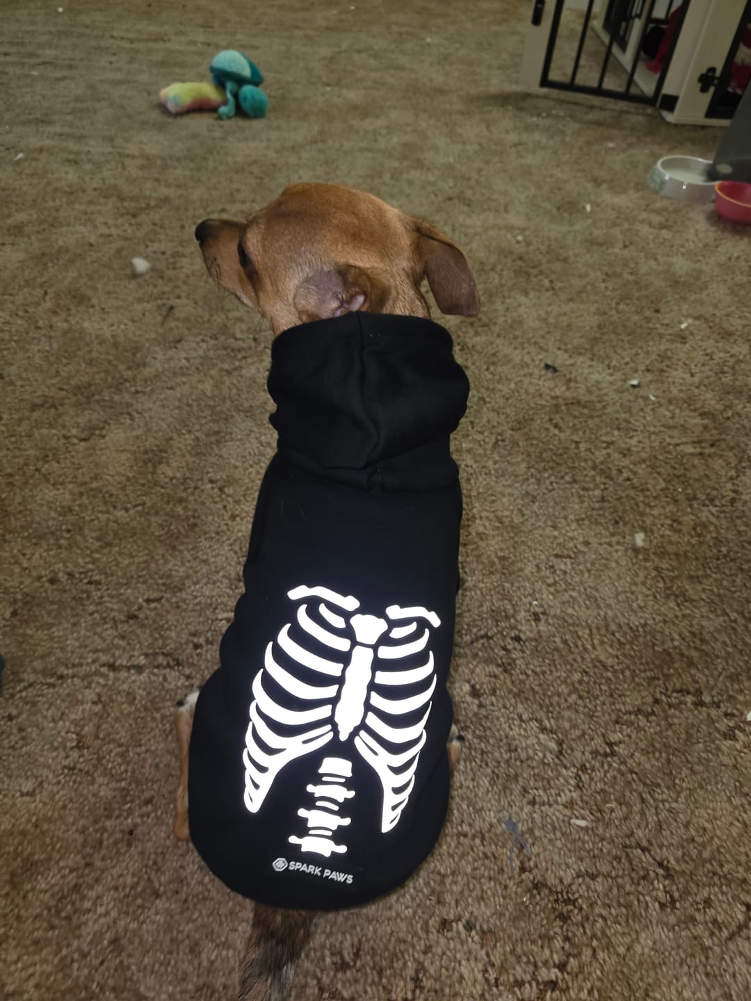 Customer photo review of Halloween Dog Hoodie - Reflective Skeleton