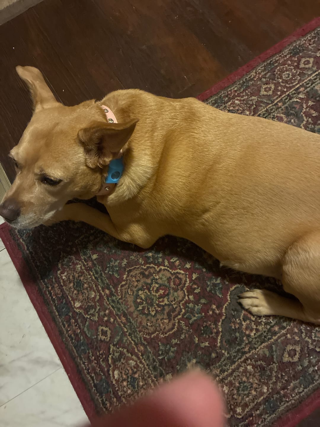 Customer photo review of FurLife™ - 12 Months All Natural Flea and Tick Tags for Dogs