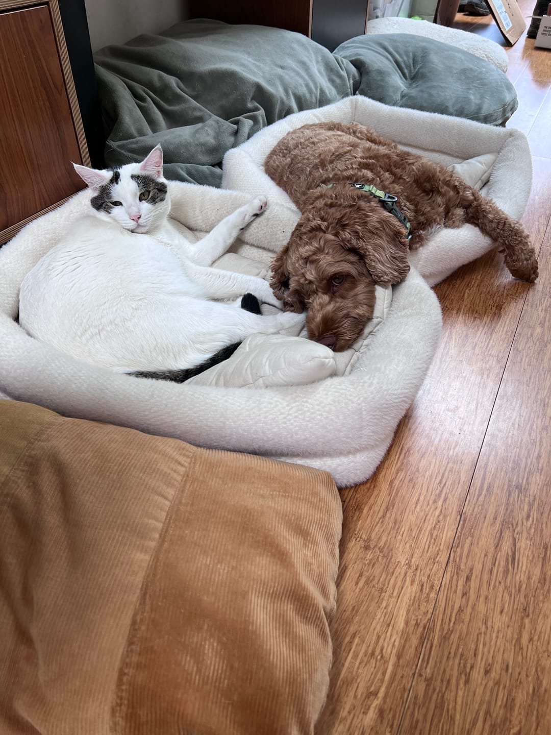 Customer photo review of Dubu Bed