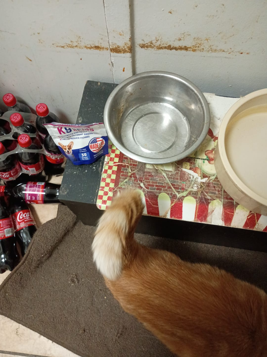 Customer photo review of K9 Belly Bliss™
