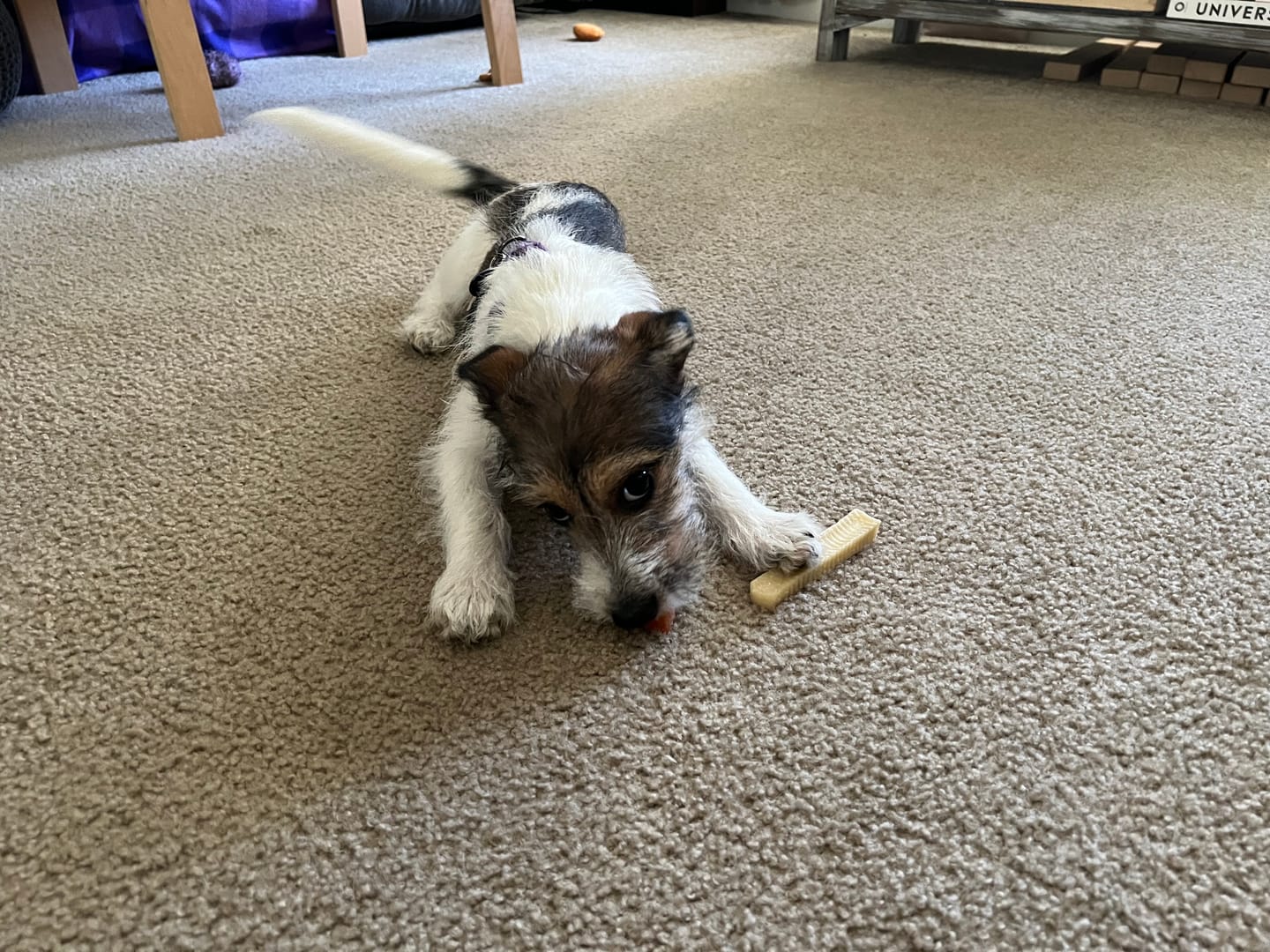 Customer photo review of Coconut Yak Chew — Healthy Fats, Supports Skin & Coat Health