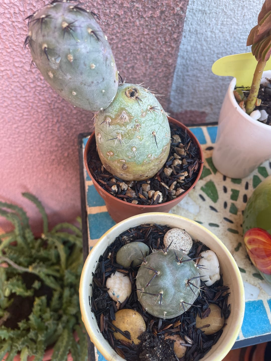 Customer photo review of Tephrocactus geometricus, (two balls)