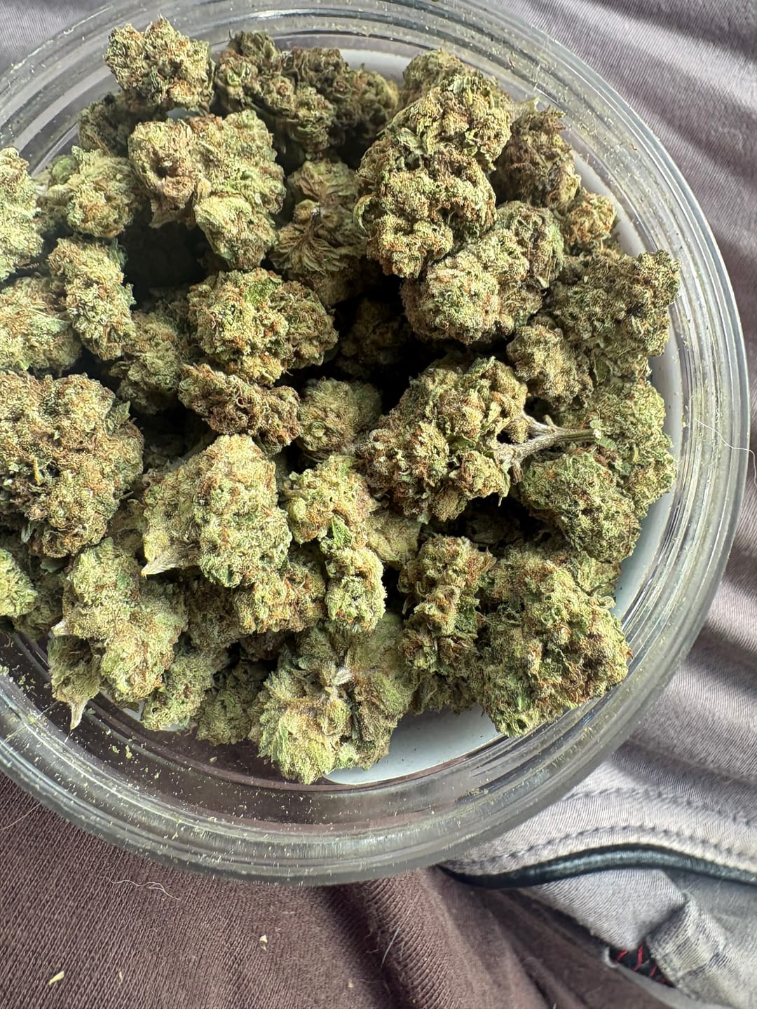 Customer photo review of Strawberry Gelato Minis - Bulk Minis - Hybrid