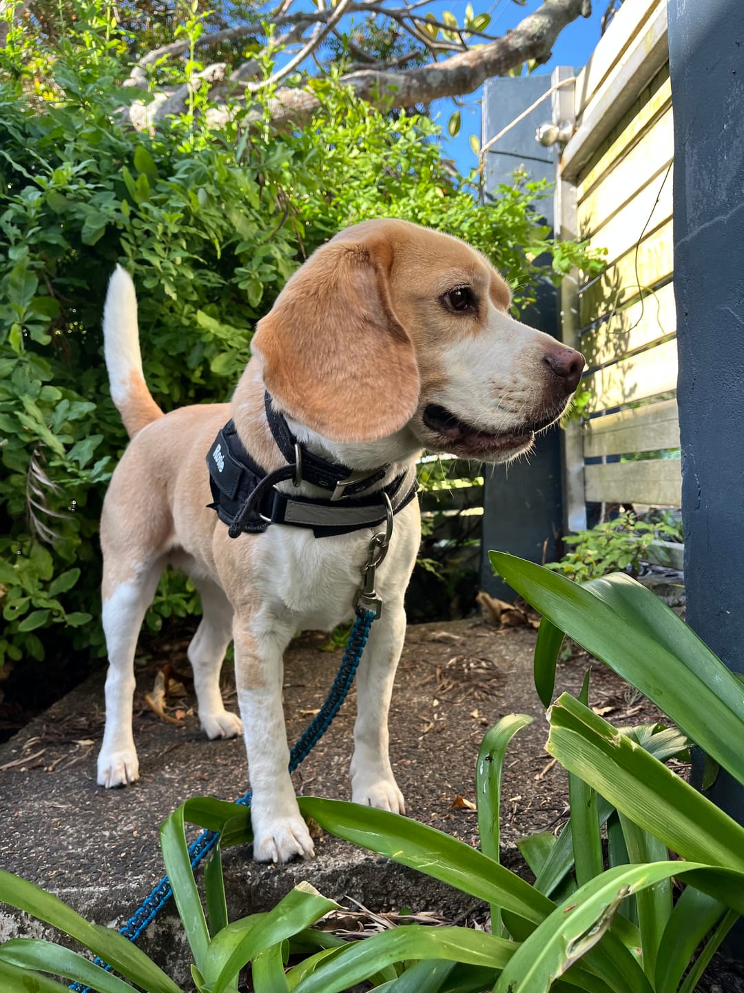 Customer photo review of Personalized Dog Harness