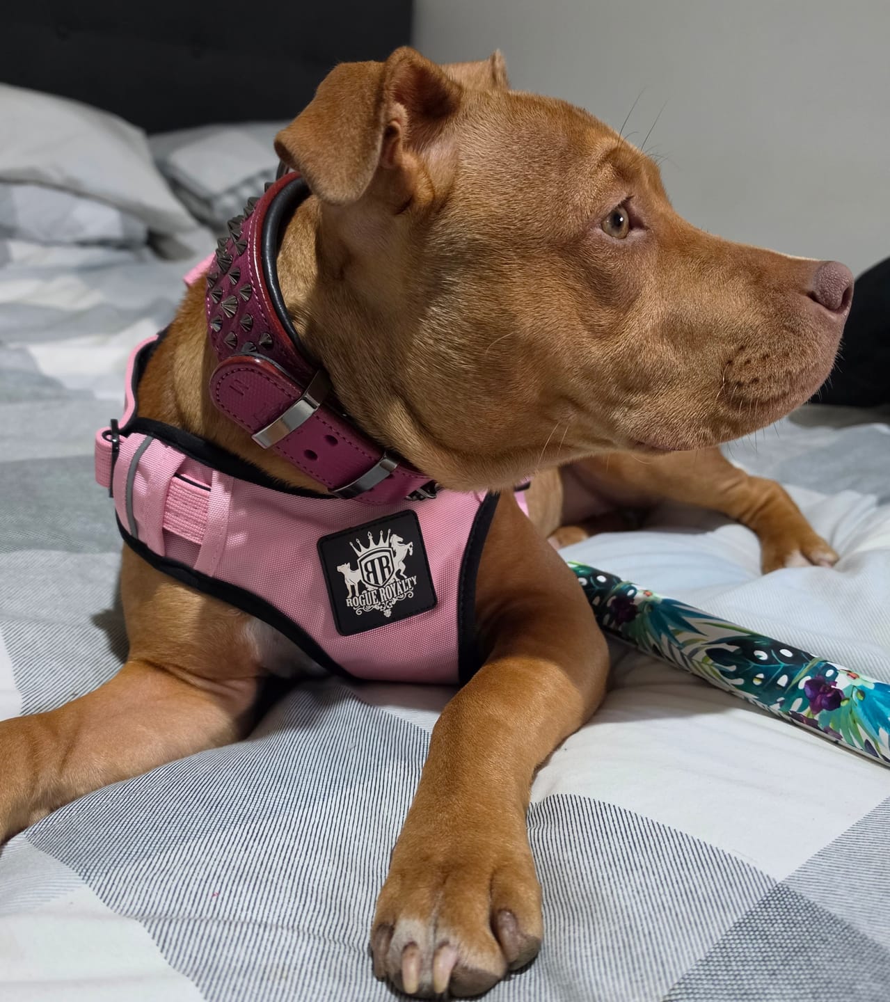 Customer photo review of Dog Harness - Active X Pink