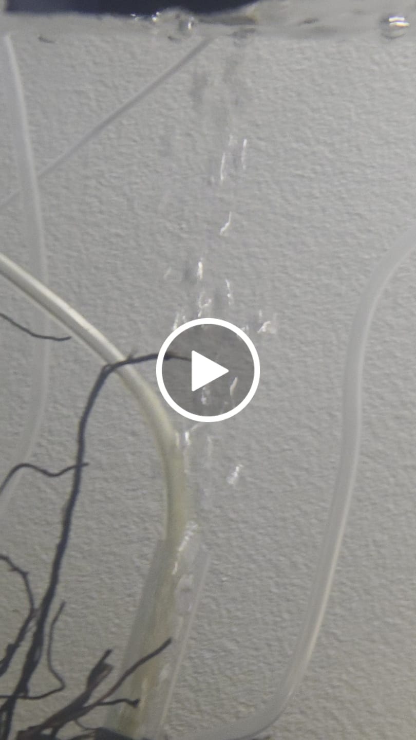 Customer video review of Red Rili Shrimp
