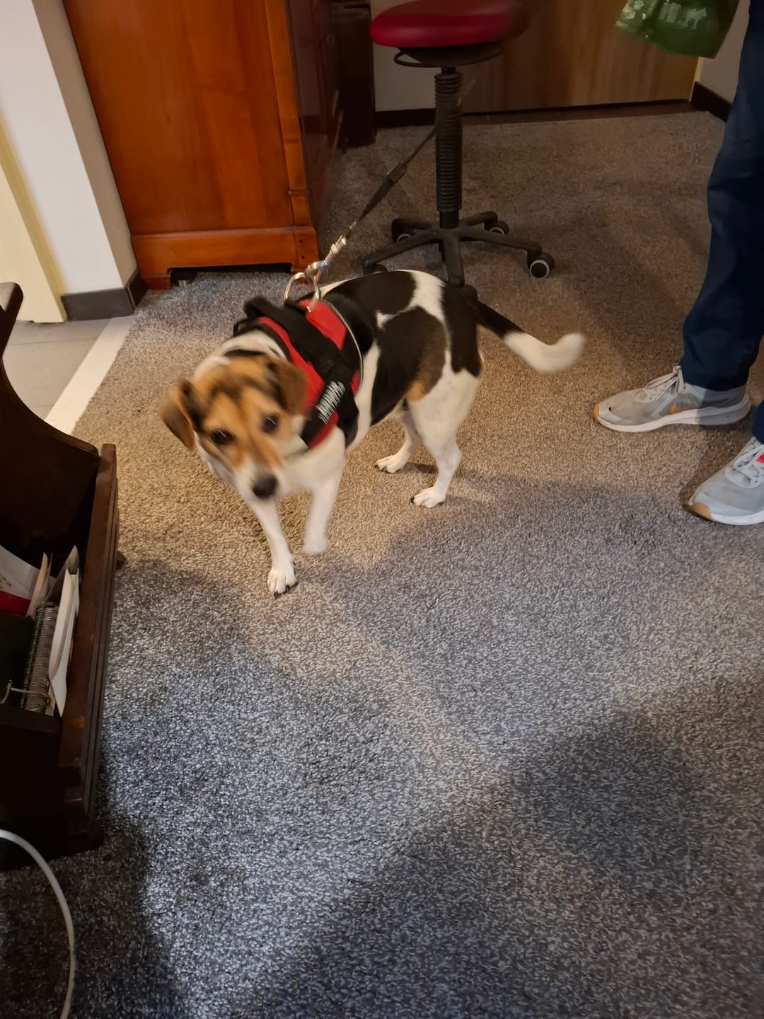 Customer photo review of PawGuard - Gepersonaliseerd Hondentuigje