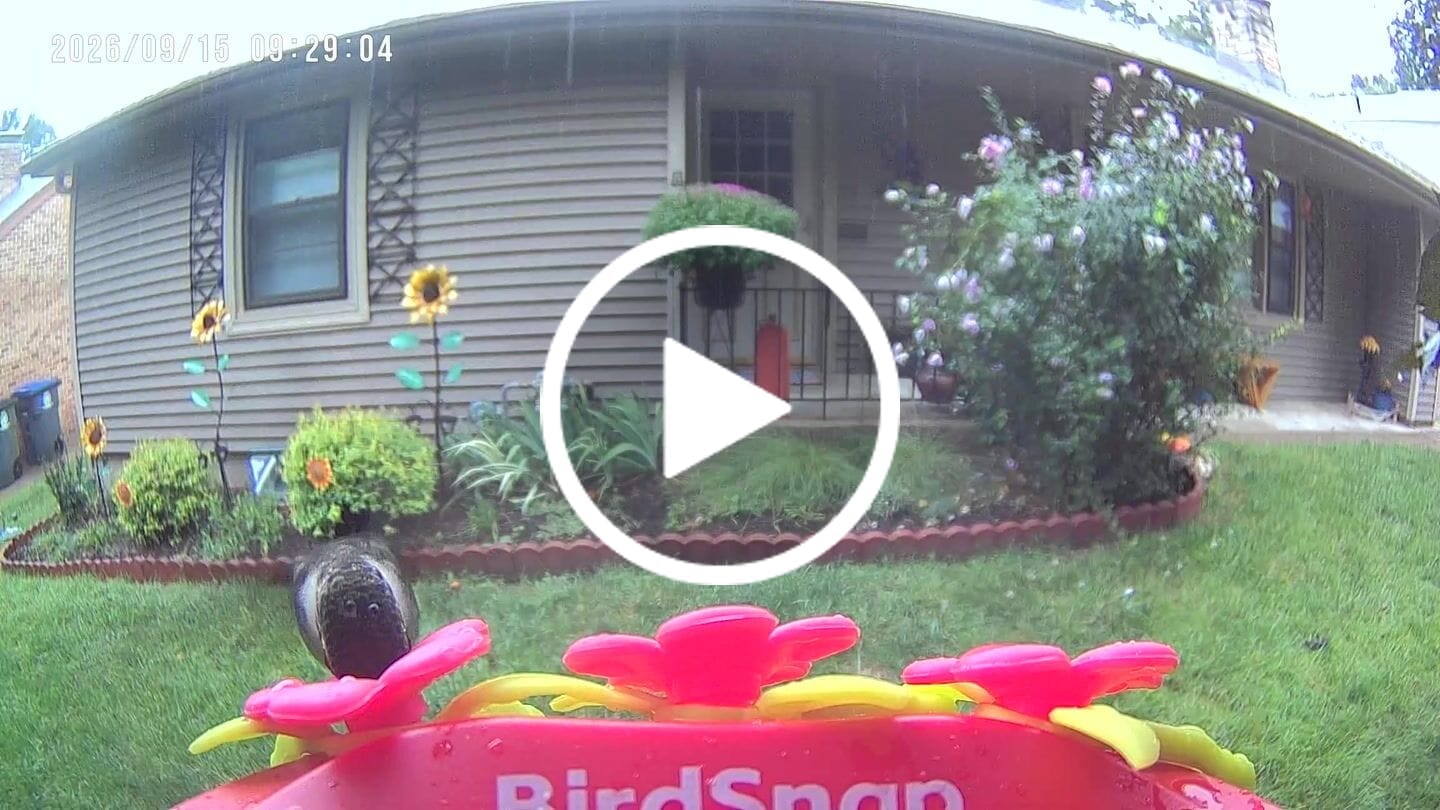 Customer video review of Smart Solar Hummingbird Feeder with HD Camera