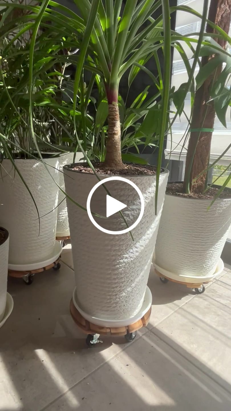 Customer video review of Soporte para Macetas Plantas con Ruedas Madera Resistente