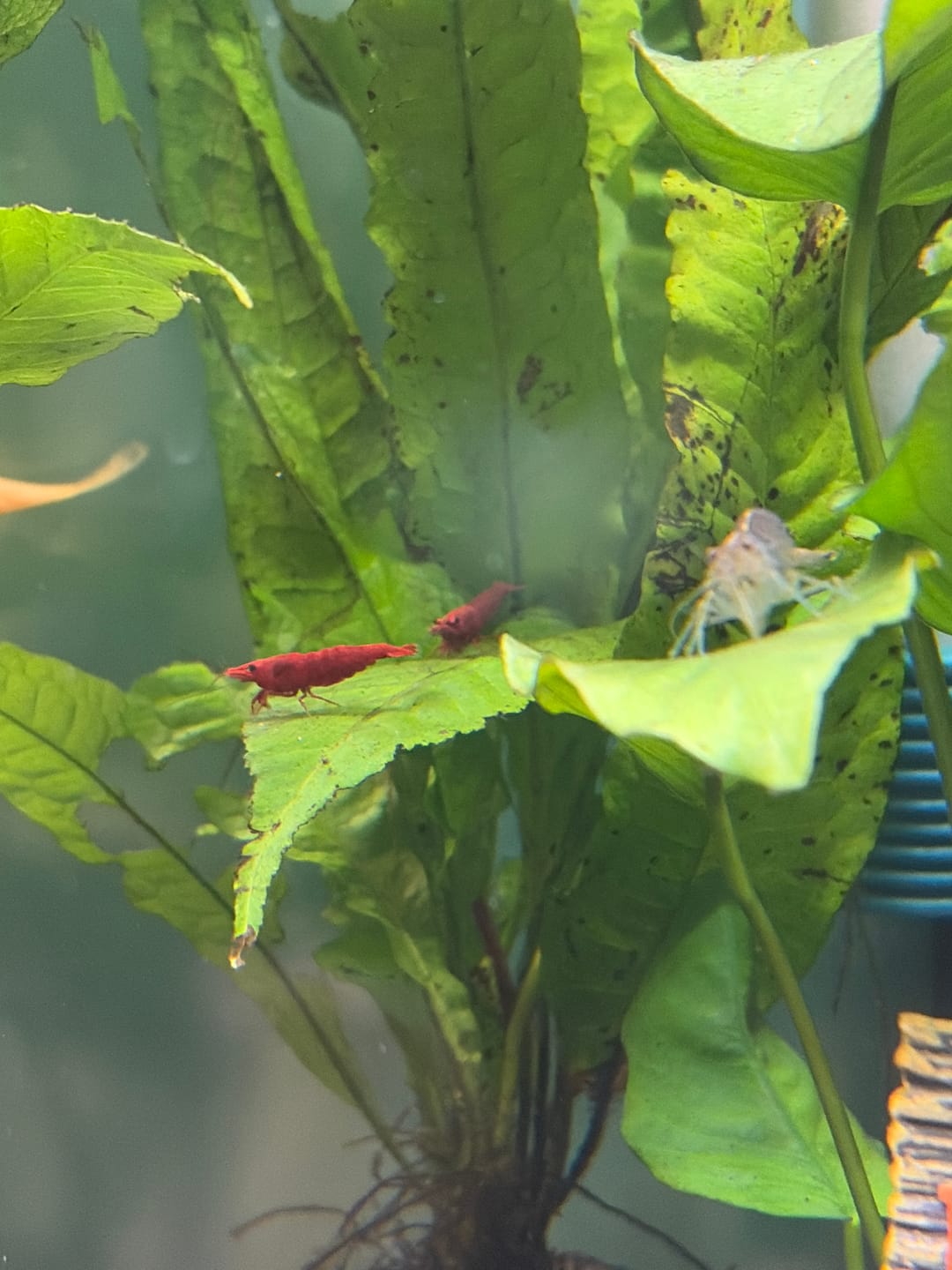 Customer photo review of Fire Red Cherry Shrimp