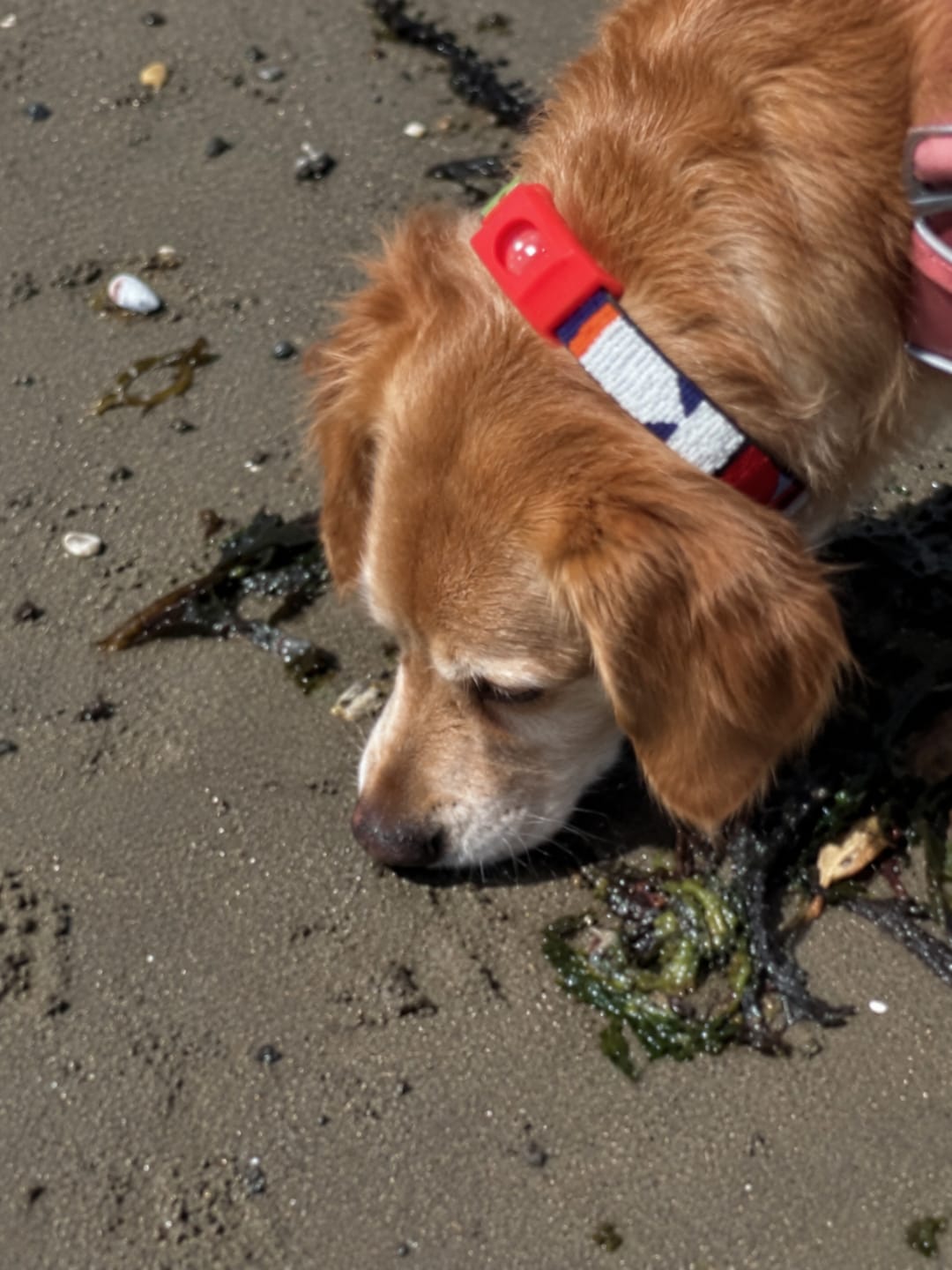 Customer photo review of PetPlix™ Colgante Antipulgas y Antigarrapatas Natural de 12 Meses