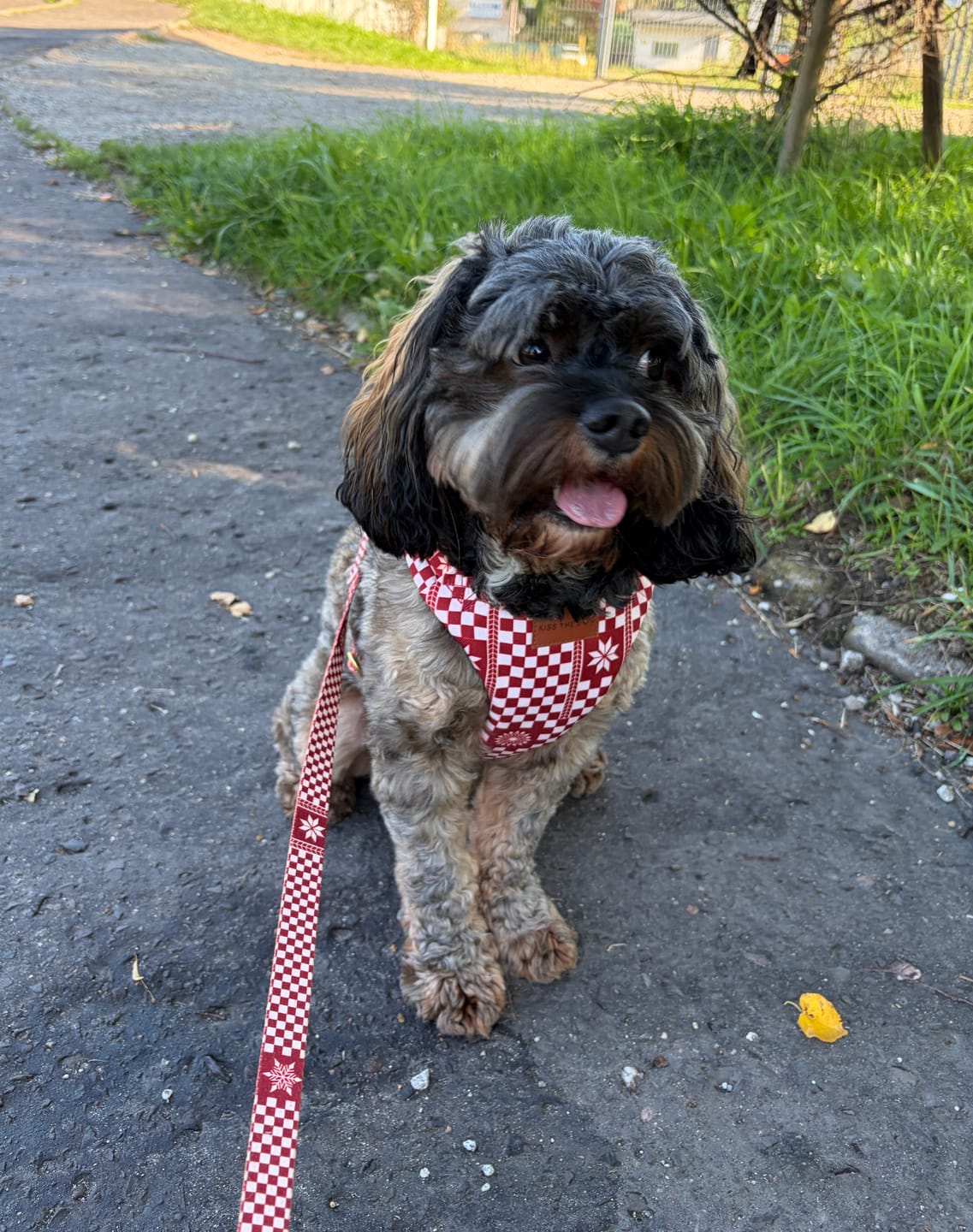 Customer photo review of Szelki bezuciskowe "Cozy Plaid" - złote okucia