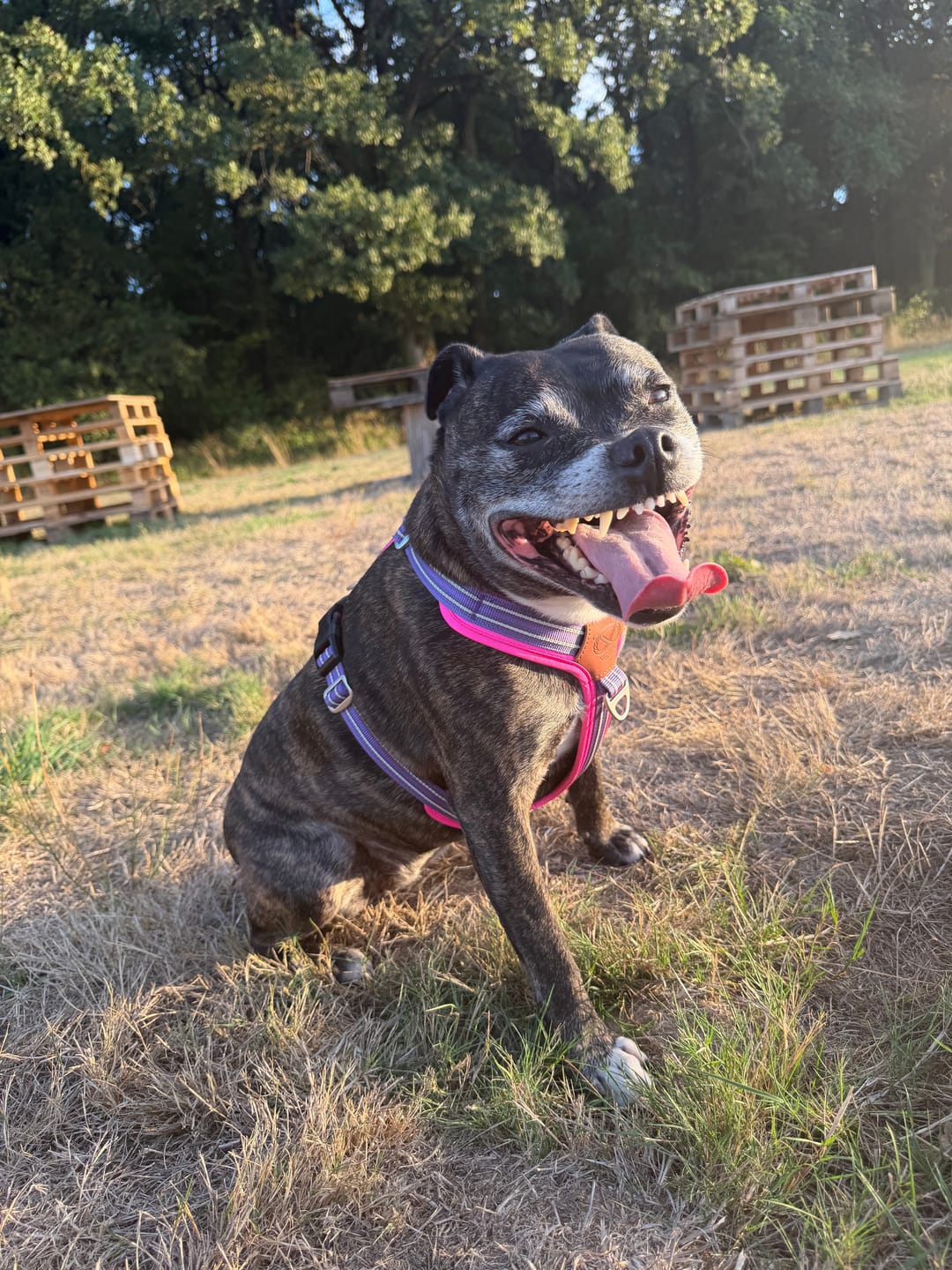 Customer photo review of Staffordshire Bull Terrier 1935® Harness & Leash Set - Purple & Neon Pink