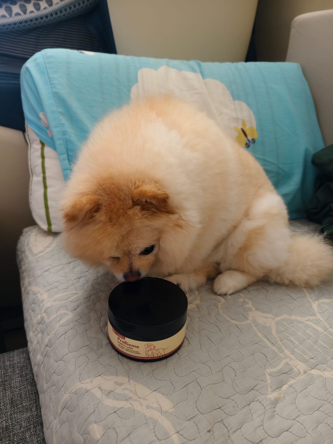 Customer photo review of ProBiome™狗狗益生菌軟粒