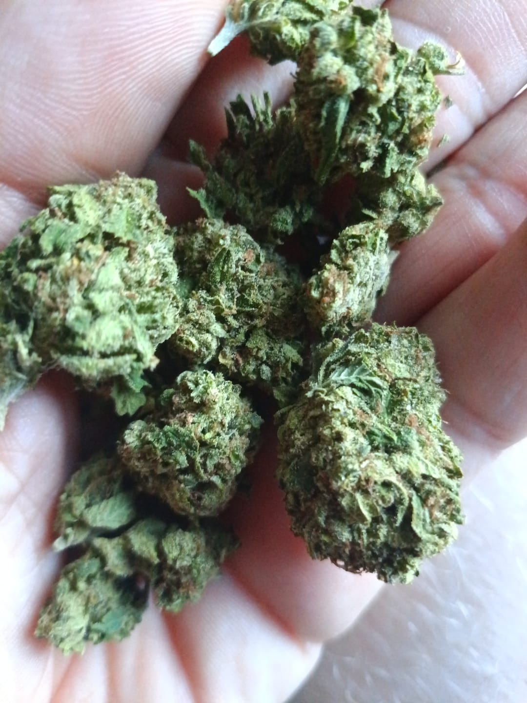 Customer photo review of Frozen Lemons THCA Flower