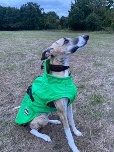 Customer photo review of Vimy & DryDogs Lightweight Waterproof Raincoat with Harness Hole Zip