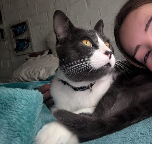 Customer photo review of Collar de Batman Gato