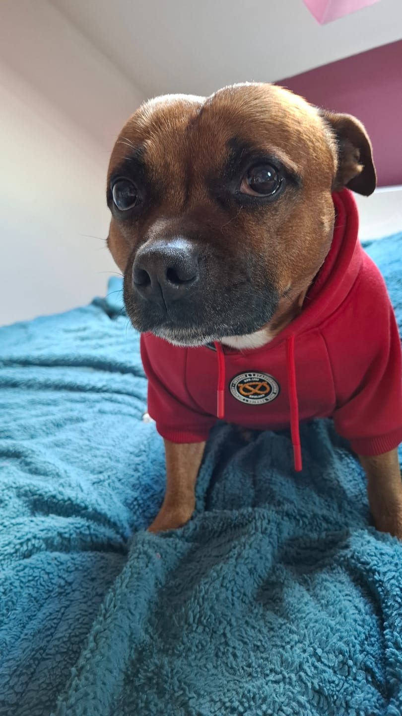 Customer photo review of Staffordshire Bull Terrier 1935® Hoodies - Red