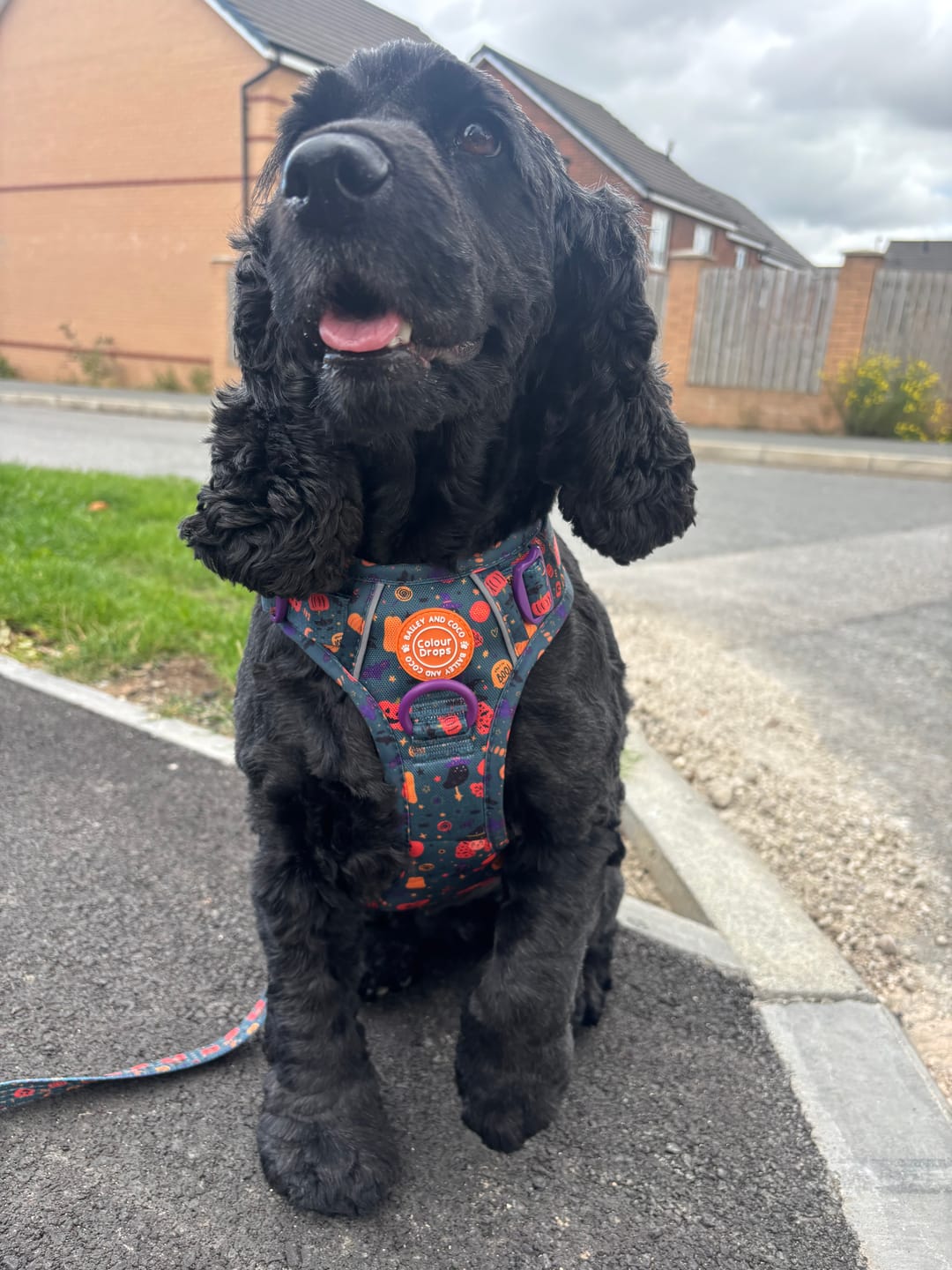 Customer photo review of Trail & Glow Dog Harness - Colour Drops - Spellbound Autumn