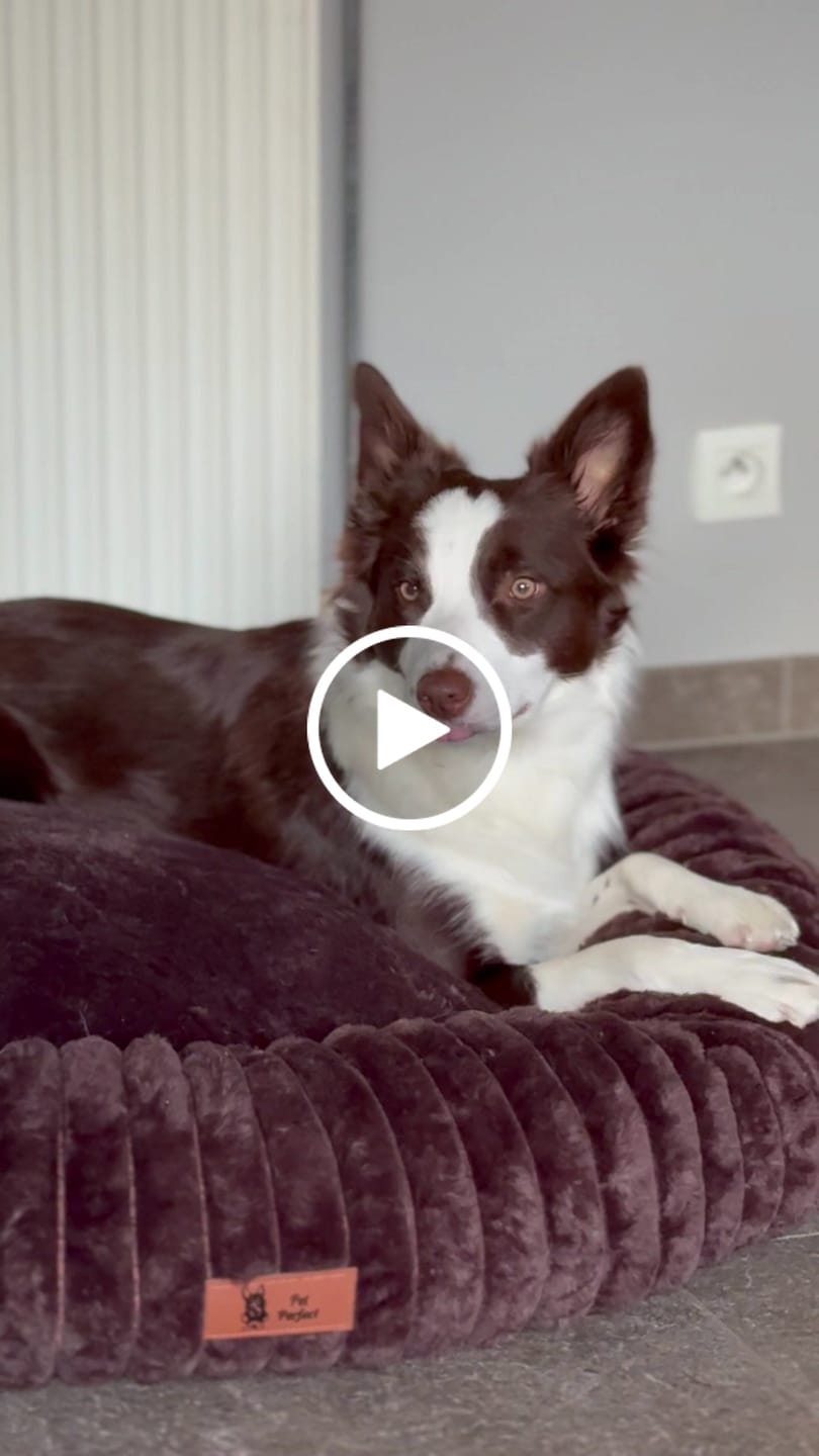 Customer video review of Pet Perfect Orthopedische Donutmand
