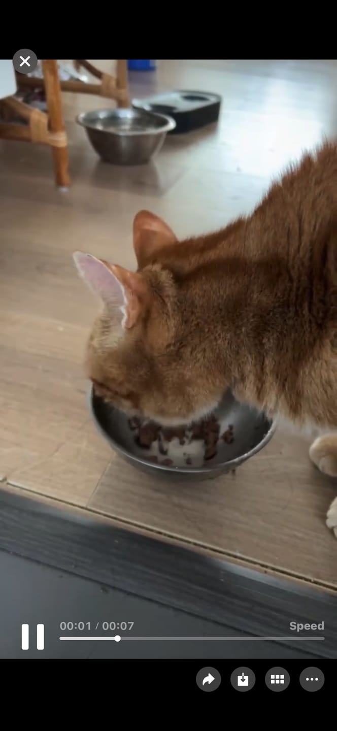 Customer photo review of Zealandia Grain Free Salmon Pate Adult Cat Wet Food 170g